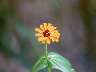 Jason's Earlier Trips - Album 5